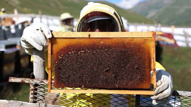 Anzer Balına yurt dışından yoğun talep