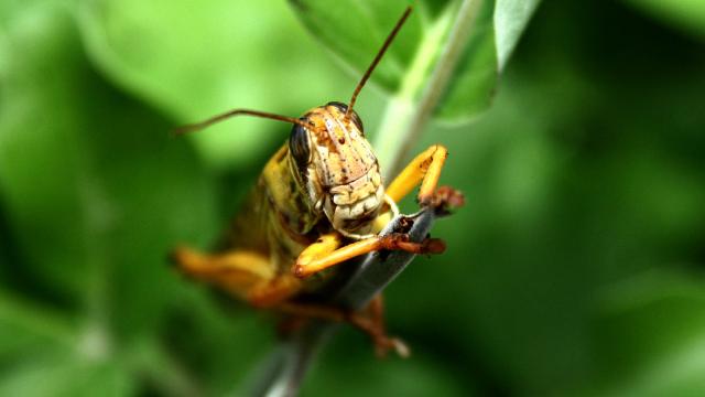 İklim değişikliğinin getirdiği dengesiz hava koşulları çekirge istilalarını artıracak