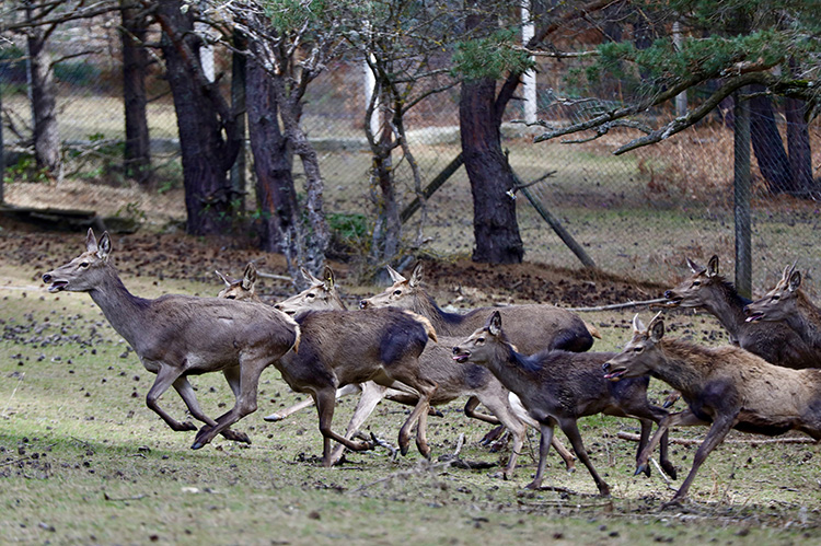 Koruma altındaki kızıl geyikler Samsun’da yetiştirilerek doğaya salınıyor