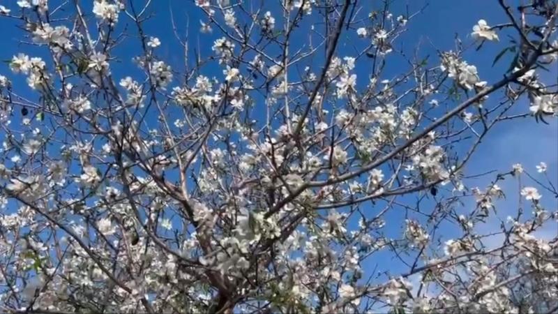 Badem ağaçlarının çiçek açtığı Datça’da üretici hasada hazırlanıyor