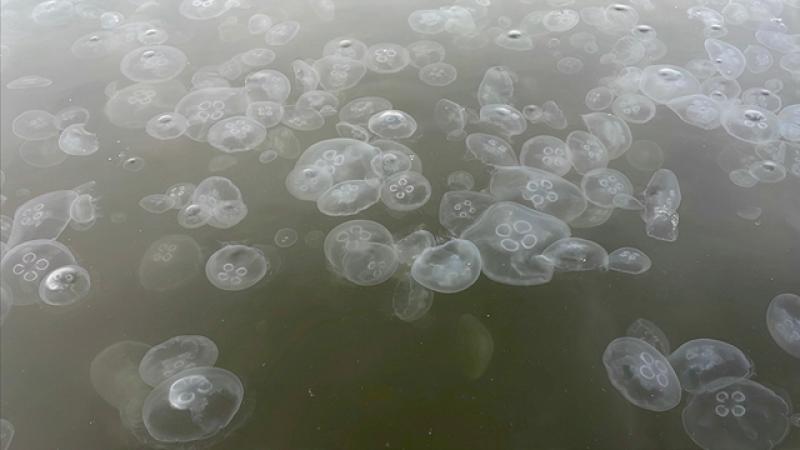 Denizanası artışı balıkçılığı tehdit ediyor