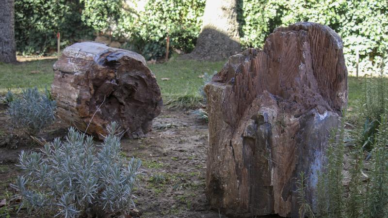 Uşak’ta 10 ila 16 milyon yıllık iki ağaç fosili bulundu