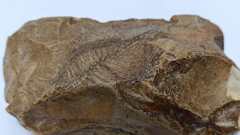 Adıyaman’da Orta Miyosen Dönemi’ne ait balık fosili bulundu