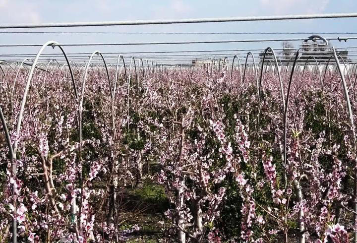 Mersin’de çiftçiler endişeli… Ağaçlar çiçek açtı!