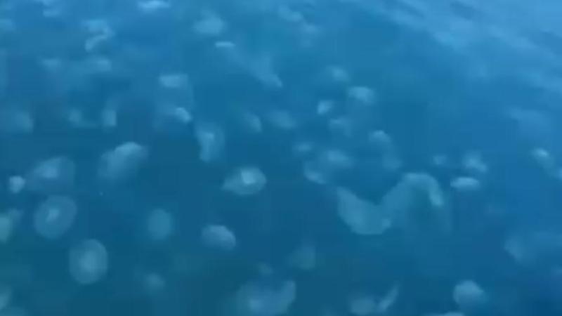 Sıcaklık ve kirlilik denizanası popülasyonunu arttırıyor