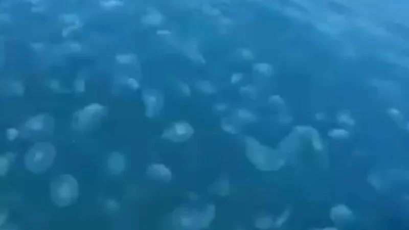 Sıcaklık ve kirlilik denizanası popülasyonunu arttırıyor