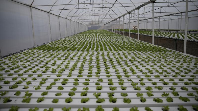 Rize’de topraksız tarımla marul üretimine başladılar