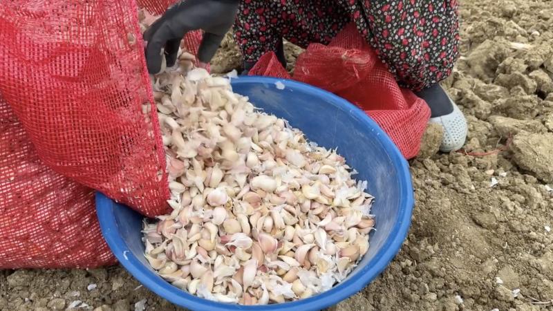 Taşköprü sarımsağı bu yıl toprakla erken buluştu