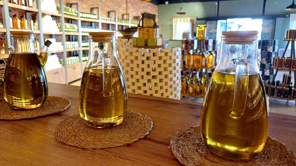 Aydın’da Zeytin Hasadı Erken Bitti, Zeytinyağı Fabrikaları Sezonu Kapattı