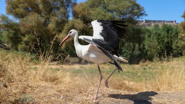 Baharın müjdecisi leylekler, bu yıl Van’dan göç etmedi
