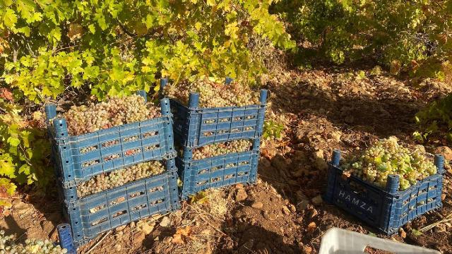 AB, nadas kurallarına muafiyet getirdi