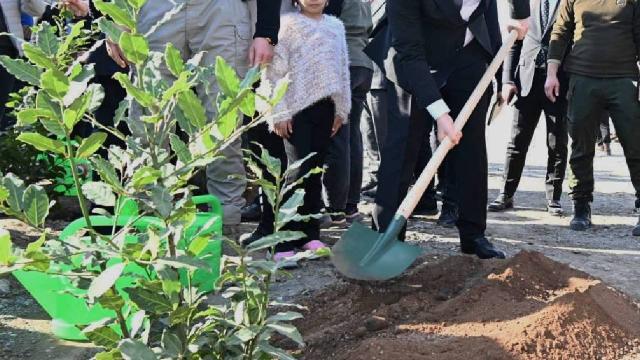 Çiftçilere 1400 zeytin fidanı dağıtıldı: Zeytin yetiştiriciliği teşvik ediliyor