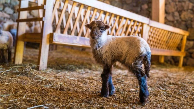 Koruma altındaki Kaçeli koyunları İzmir’deki yaşam parkında yavruladı