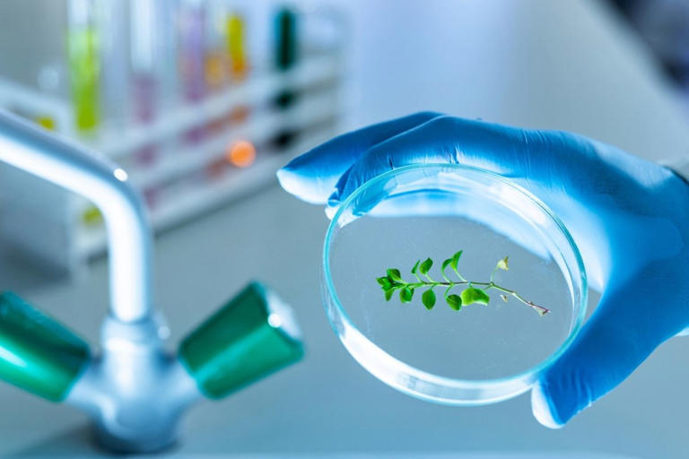 ‘Kesme-daldırma-tomurcuklanma’: Bilim adamları bitkilerin genini düzenlemek için yeni bir yöntem yaratıyor