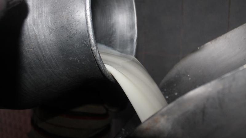 Toplanan inek sütü miktarı 2023’te arttı