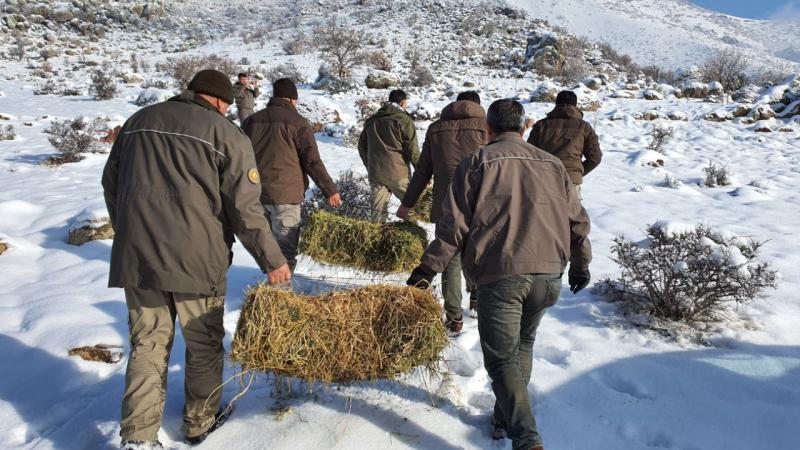 Yaban hayatı yerinde yakından takip ediliyor