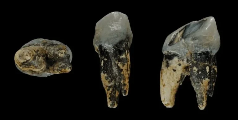 Afrika, İlk insan Öncesinin İlk Ortaya Çıktığı Yer olmayabilir