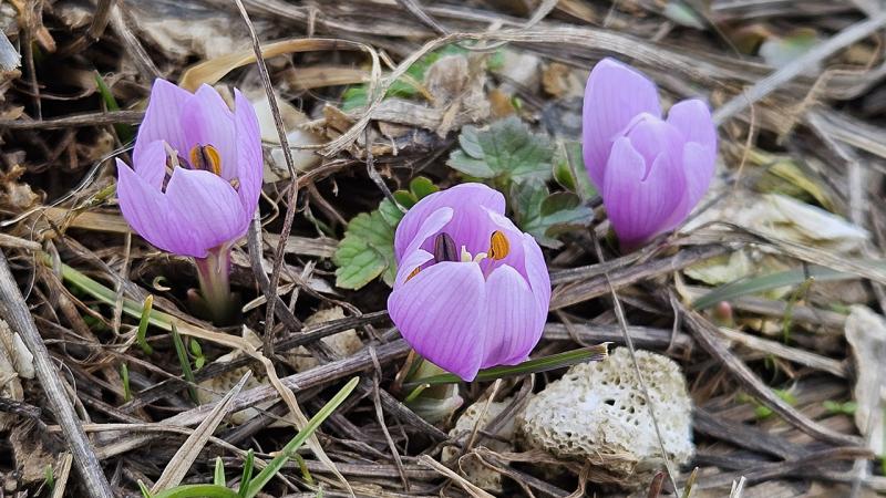Baharın müjdecisi kar çiçekleri açtı