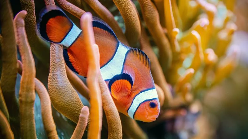 Japon bilim insanları: Nemo’lar yalnız kalmayı seviyor