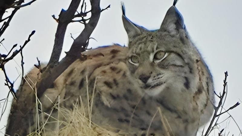 Tunceli’de kırmızı listedeki vaşak fotoğraflandı