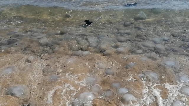 Mersin’de çok sayıda ölü denizanası sahillere vurdu