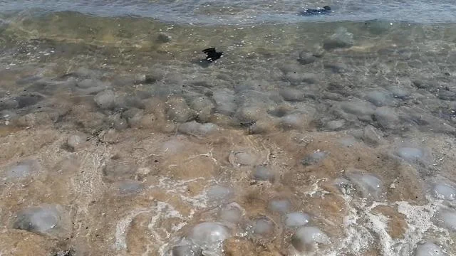 Mersin’de çok sayıda ölü denizanası sahillere vurdu