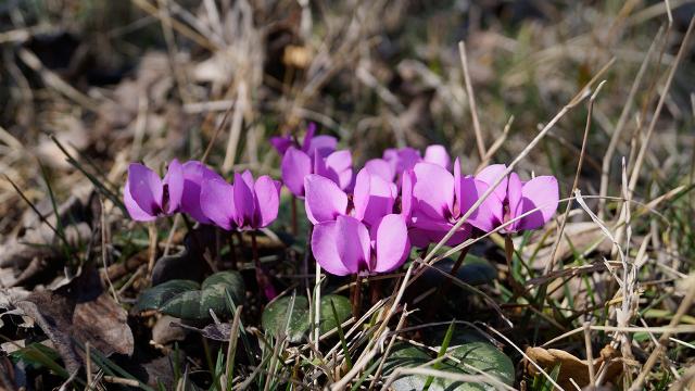 Tokat’ta menekşeler bu yıl erken çiçeklendi