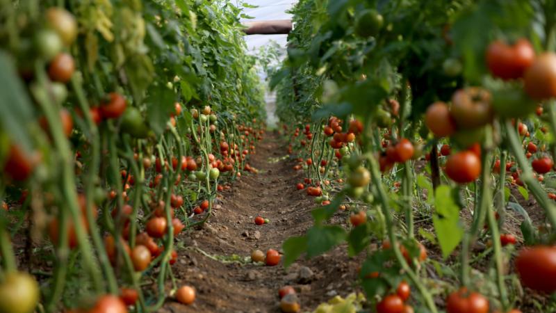 Muğla’da tarımsal üretim ve ihracatından elde edilen gelir arttı