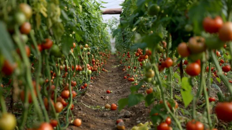 Muğla’da tarımsal üretim ve ihracatından elde edilen gelir arttı