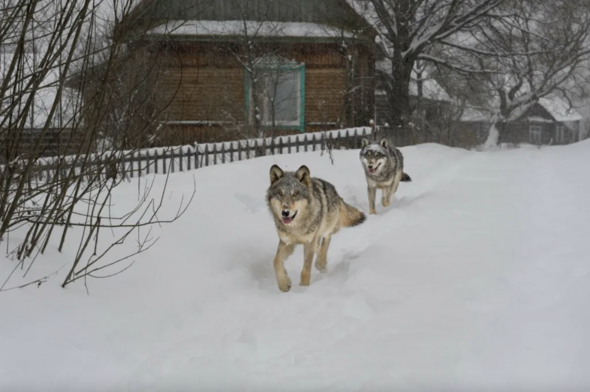Çernobil’in kansere dirençli mutant kurtları insan hastalıkları araştırmalarının anahtarı olabilir