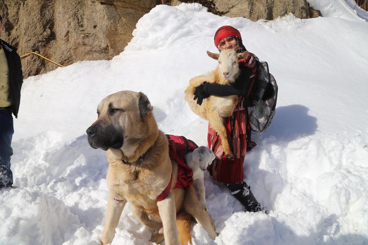 “Türkiye’nin Heidi’si” Hamdu Sena’nın hedefi Tarım Bakanı olmak