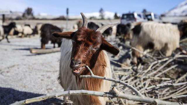 Erzincanlı besiciler, keçi sürülerini kışın kavak ağacının kabuklarıyla besliyor