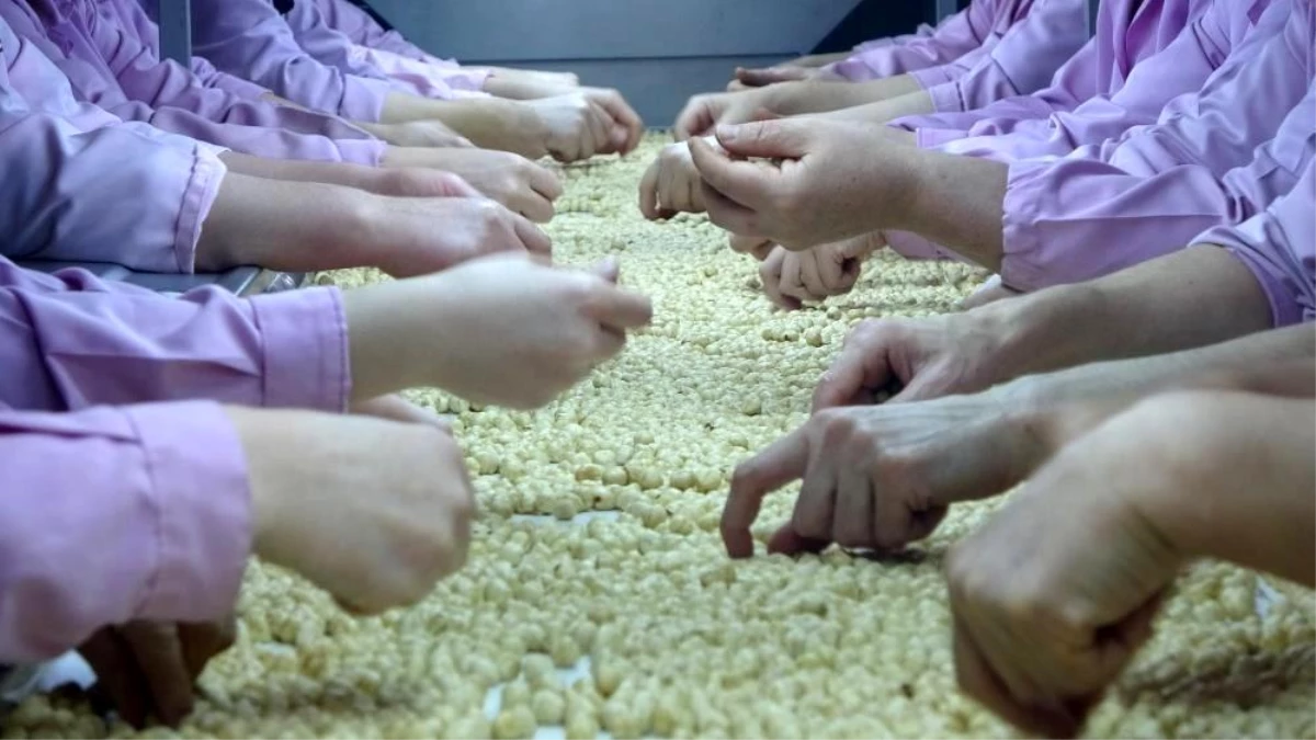 Düzce’den Avrupa Birliği Ülkelerine Ocak Ayında 2 Bin 294 Ton Fındık İhraç Edildi