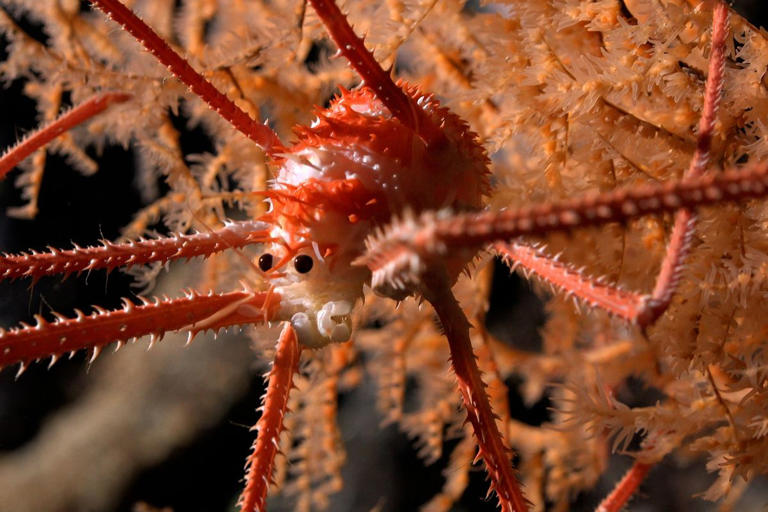 ‘Akıllara durgunluk veren’ keşif gezisinde dev su altı dağı ve 100 yeni tür keşfedildi