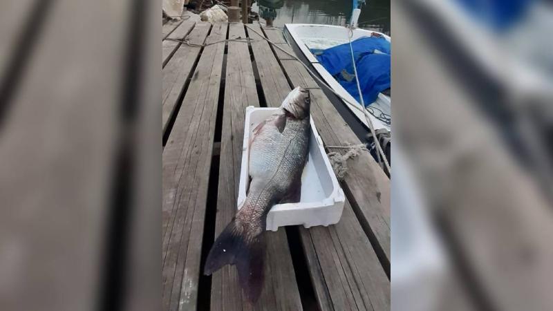 Sinop’ta denize açılan bir balıkçının ağına 15 kilogramlık levrek takıldı.