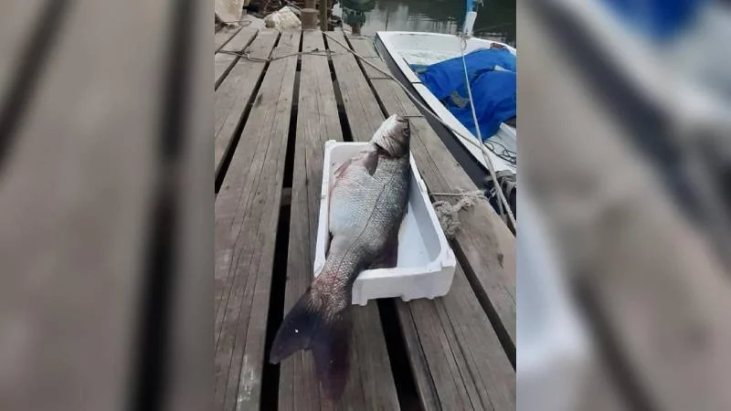 Sinop’ta denize açılan bir balıkçının ağına 15 kilogramlık levrek takıldı.