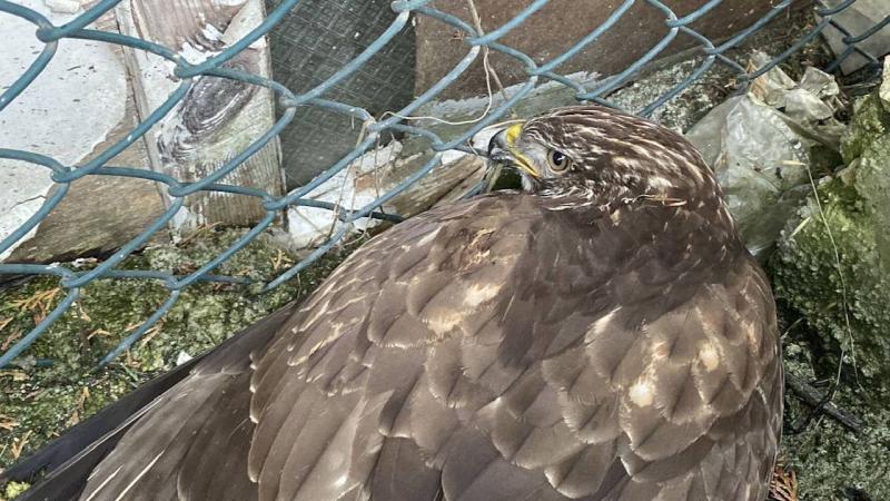 Bolu’da bahçede bitkin halde bulunan kızıl şahin doğaya salındı