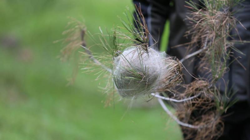 Gaziantep ormanlarında çam kese böcekleriyle mücadele ediliyor