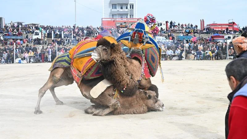Manisa’da 10. Deve Güreşi Festivali düzenlendi