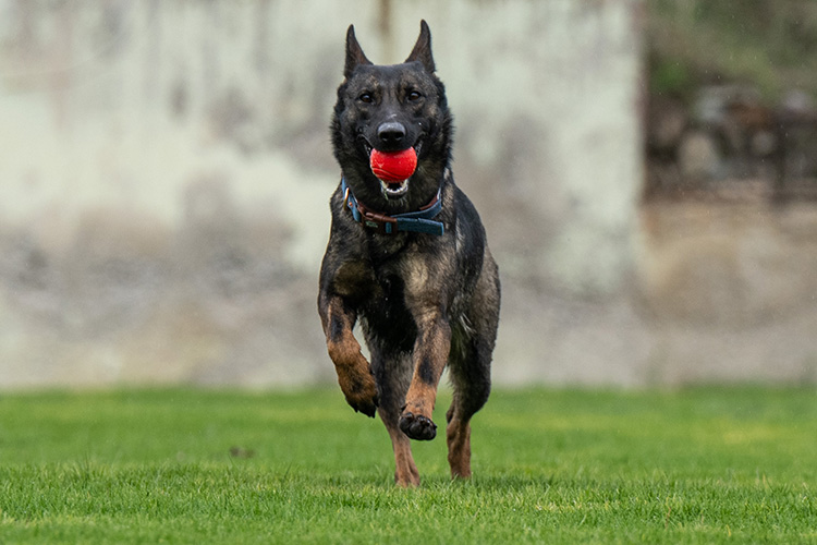 “Hassas burunlar” zorlu eğitimlerle afetlere hazırlanıyor