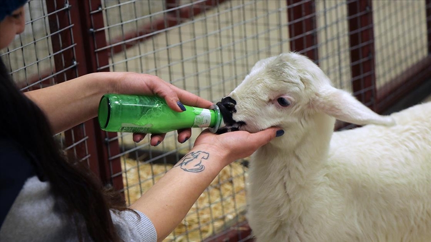 Annesinin reddettiği kuzu “Aykız”ı veterineri biberonla besliyor