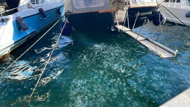 Beşiktaş sahilinde binlerce denizanası görüldü