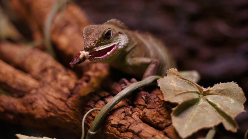 Antalya’daki vahşi yaşam parkında 52 ender türden hayvan bulunuyor