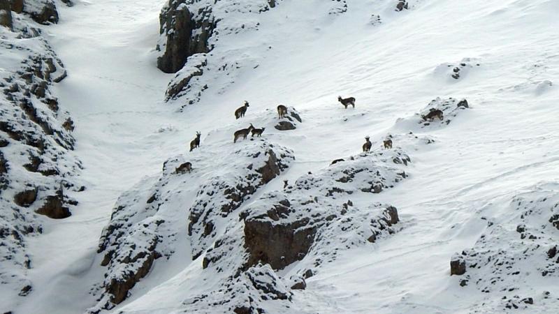 Munzur Dağları’nın karlı zirvelerinde dağ keçileri görüntülendi