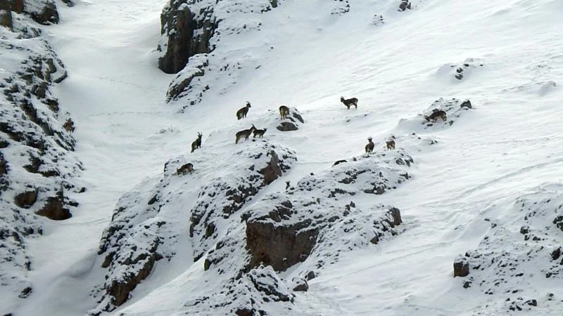 Munzur Dağları’nın karlı zirvelerinde dağ keçileri görüntülendi