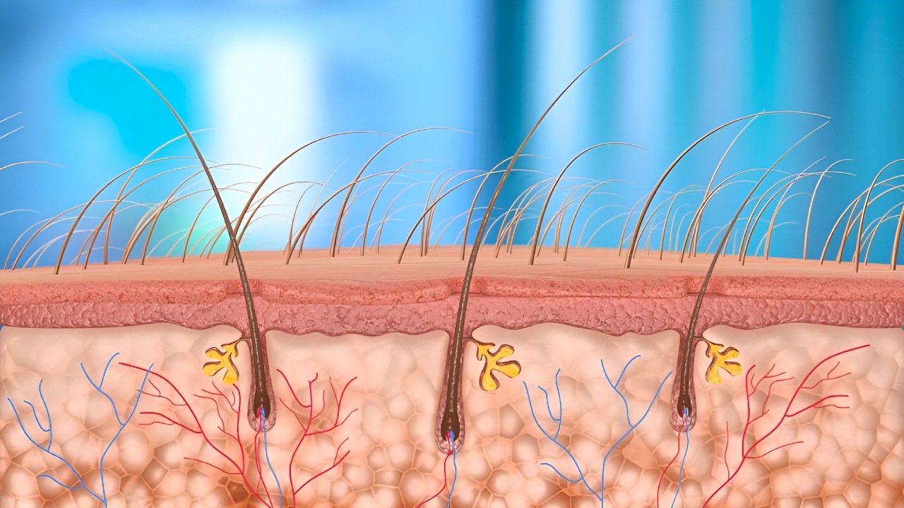 Bir İnsan Vücudunda Toplam Kaç Delik Vardır? 10’dan Fazla Olduğunu Öğrenince Şaşıracaksınız!