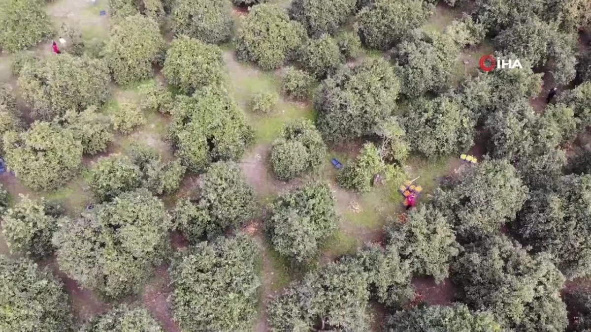 46 şehirden gelen 200 gönüllü enkaz kentte narenciye hasadına başladı
