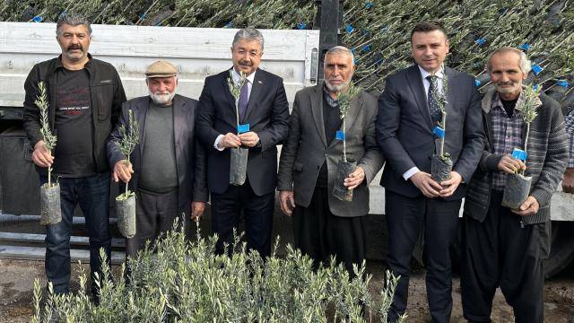 Osmaniye’de üreticilere 36 bin zeytin fidanı dağıtıldı