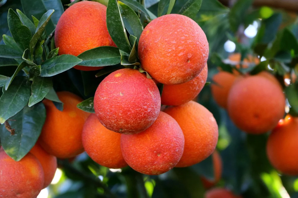 Adana’da kan portakalı üretimi arttı!