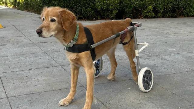 Kocaeli’de fabrika işçisi, felçli ve ampute hayvanlar için yürüteç üretiyor